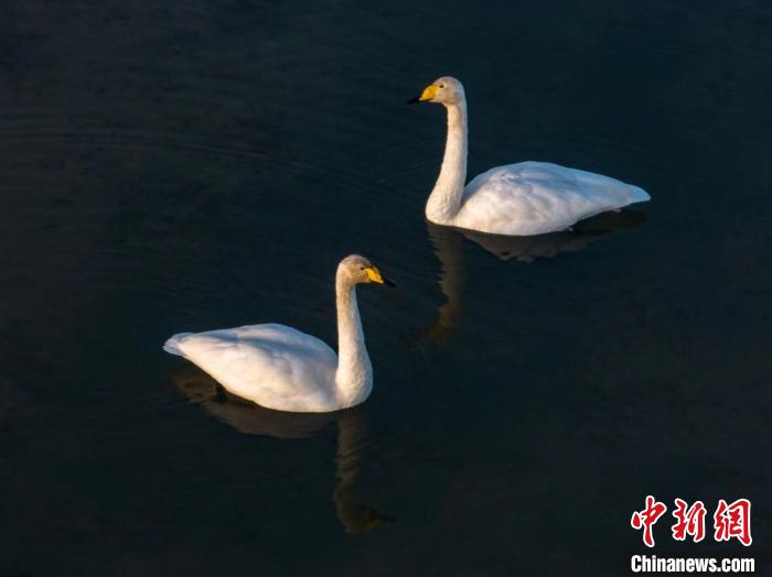 圖為兩只天鵝在湖中游蕩?！『螁⒔?攝