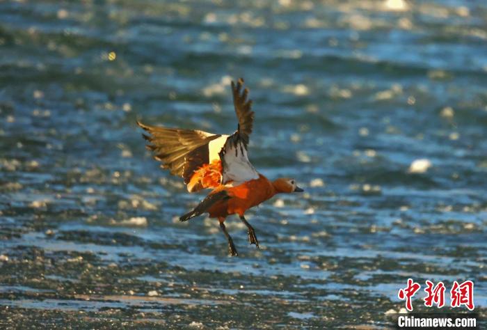 圖為赤麻鴨貼著水面飛行?！“兹斩〔冀?攝