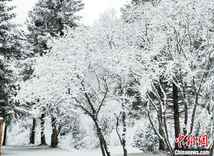 大熊貓國家公園王朗片區(qū)春雪如畫，宛若仙境。　羅春平 攝