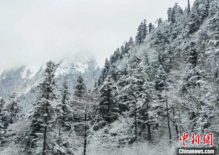 大熊貓國家公園王朗片區(qū)春雪如畫，宛若仙境。　羅春平 攝