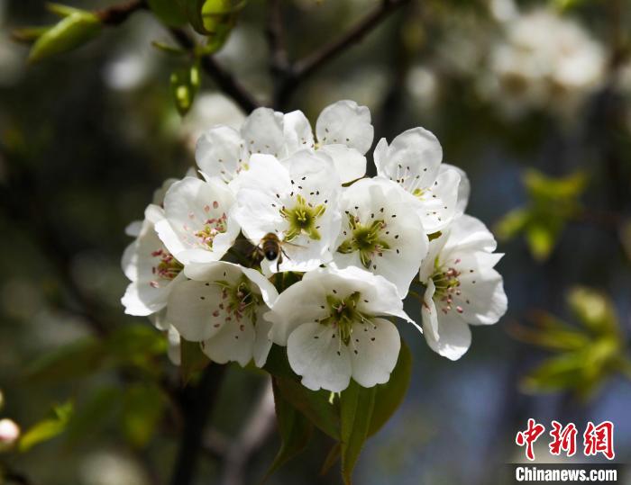 圖為盛開的梨花。　祁增蓓 攝