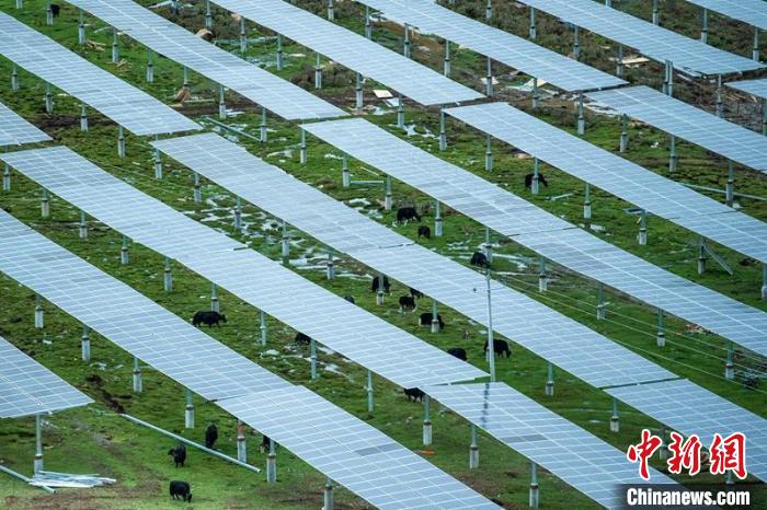 柯拉光伏板距地面高度超過1.8米，可滿足植被生長需要，又能保障牛羊放牧空間，實現“牧光”互補。　劉忠俊 攝