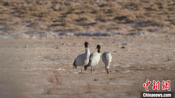 珍稀鳥類黑頸鶴、灰鶴現身青海格爾木