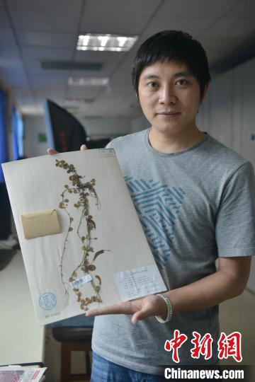 中國東喜馬拉雅山南坡發現“隱世”百年的貝葉芒毛苣苔