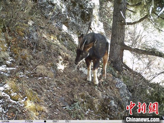 圖為相同位點記錄到的國家二級重點保護野生動物—中華鬣羚。　中國科學院昆明動物研究所提供