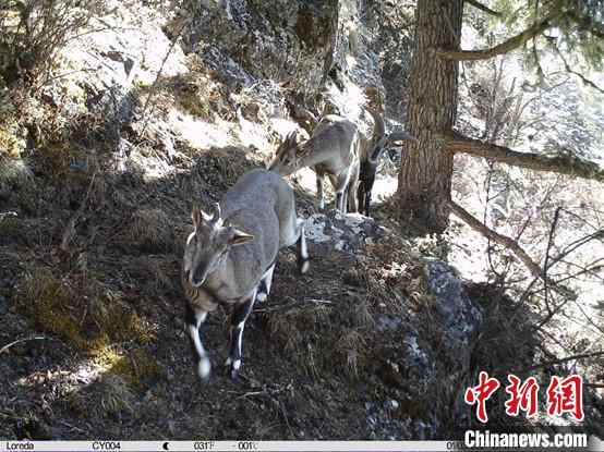 圖為相同位點記錄到的雪豹主要獵物—巖羊。　中國科學院昆明動物研究所提供