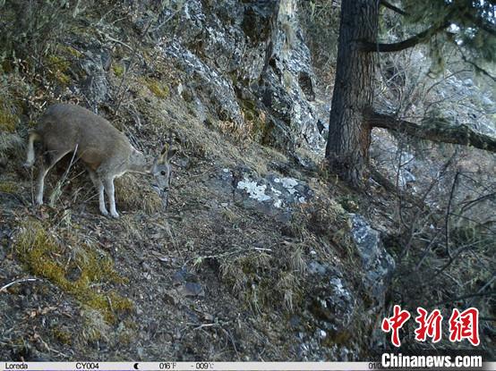 圖為相同位點記錄到的國家一級重點保護野生動物—馬麝。　中國科學院昆明動物研究所提供