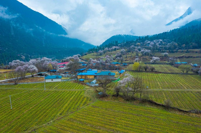 桃花村。 張靜攝