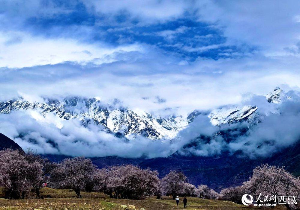 雪山下的桃花。人民網 李海霞攝