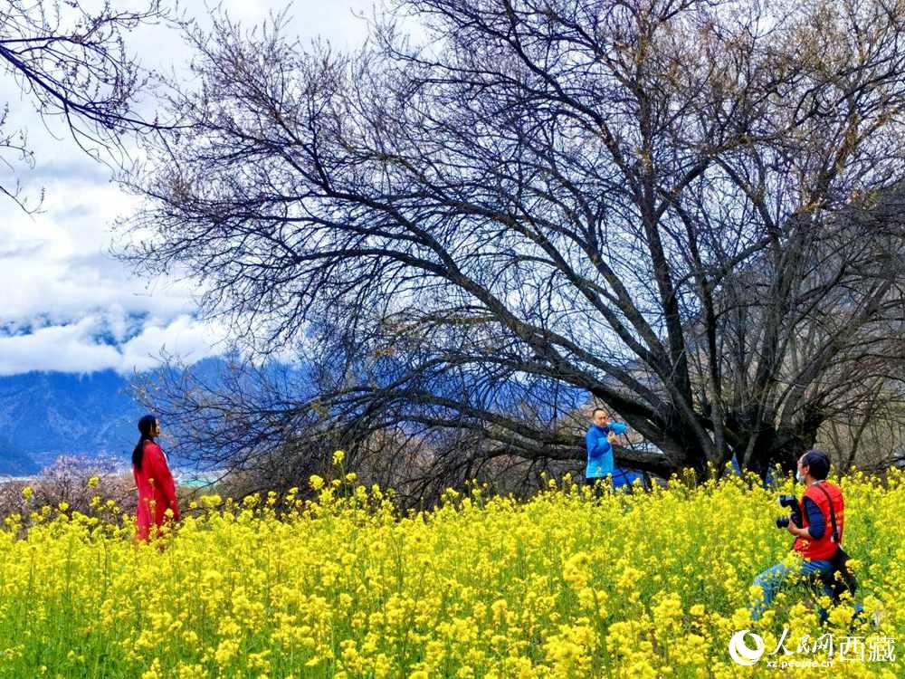 游客在桃花下拍照留念。人民網 李海霞攝