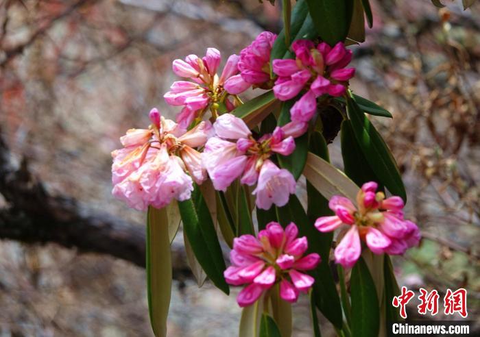 近日，西藏自治區山南市加查縣索囊溝的杜鵑花競相綻放。　冉文娟 攝