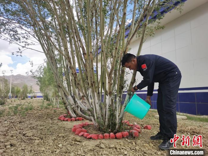 營區綠樹漸蔥蘢見證民警扎根雪域邊疆十余載