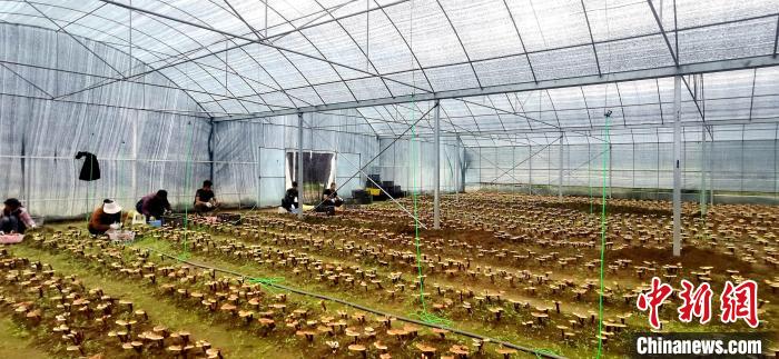 圖為紅太陽科技示范家庭農場組織民眾采收靈芝?！∑酱胪喙﹫D