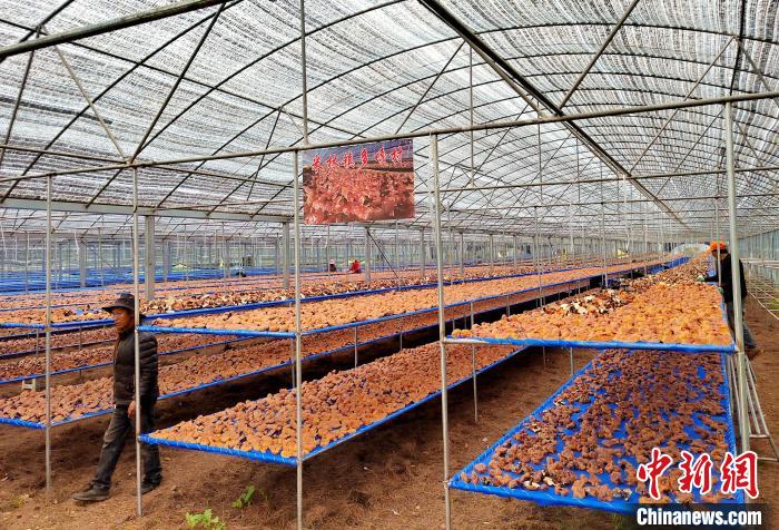 圖為紅太陽科技示范家庭農場采收的靈芝?！∑酱胪喙﹫D
