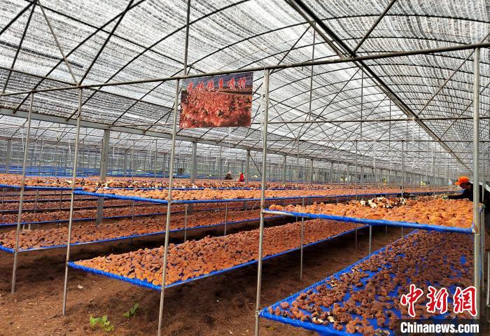 圖為紅太陽科技示范家庭農場采收的靈芝?！∑酱胪喙﹫D