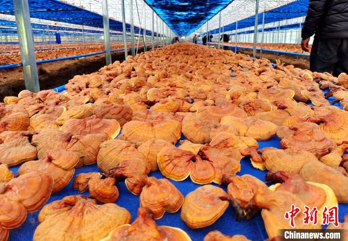 圖為紅太陽科技示范家庭農場采收的靈芝?！∑酱胪喙﹫D