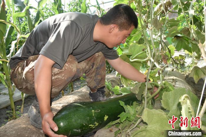圖為阿里軍分區某邊防團官兵在溫室摘菜。　陳嘯岳 攝