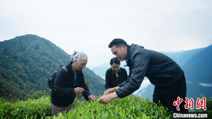 圖為銀發旅游體驗團兩位老人體驗采茶。　西藏專項旅游協會供圖