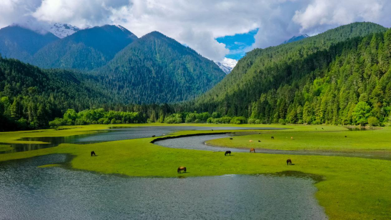 中國最美十大森林之一崗云杉林。西藏自治區旅發廳供圖
