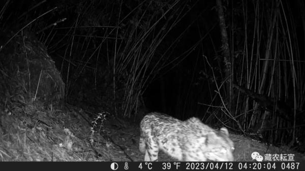 西藏色季拉山發現雪豹、白頰獼猴等多種珍稀野生動物