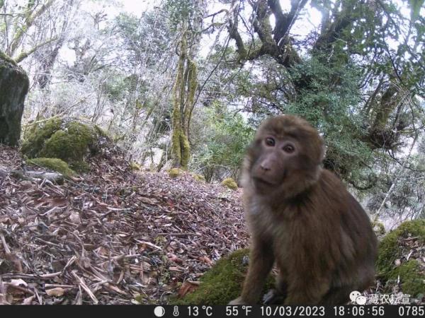 西藏色季拉山發現雪豹、白頰獼猴等多種珍稀野生動物