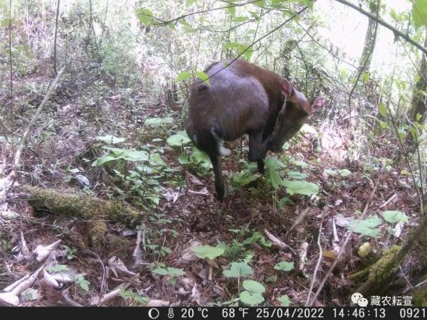 西藏色季拉山發現雪豹、白頰獼猴等多種珍稀野生動物