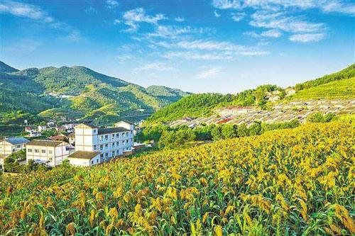 【理上網來?輝煌十九大】鄉村振興戰略：更綜合、全面、系統的發展戰略